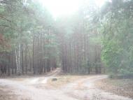 Кодра з panoramio.com