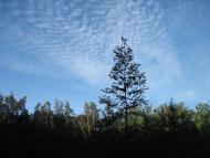 Вільшанка з panoramio.com