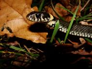 Березина з panoramio.com