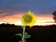 Правобережна Сокілка з panoramio.com