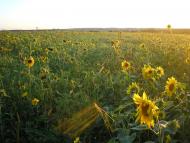 Піддубне з panoramio.com