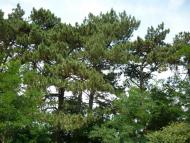 Майорщина з panoramio.com