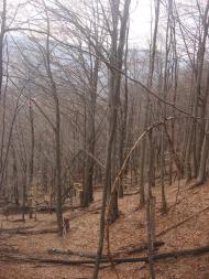 Синяк з panoramio.com