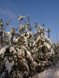 Пролетарське з panoramio.com