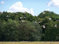 Куземин з panoramio.com