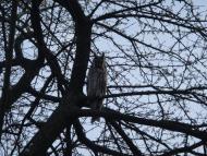 Ілавче з panoramio.com