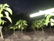 Придніпровське з panoramio.com