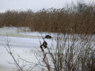 Проців з panoramio.com