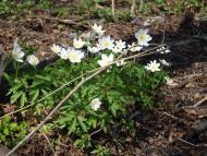 Полапи з panoramio.com