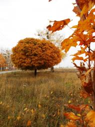 Нова Березівка з panoramio.com