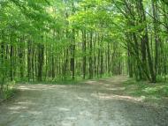 Маціорськ з panoramio.com