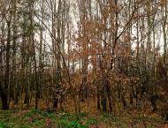 Дитятки з panoramio.com