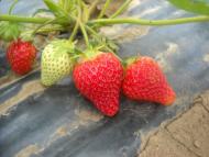 Чорнобаївка з panoramio.com