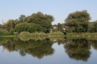 Рідкодуби з panoramio.com