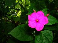 Мелені з panoramio.com