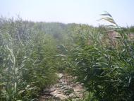 Рисове з panoramio.com