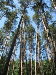 Шипилівка з panoramio.com