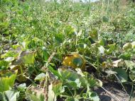 Гоголеве з panoramio.com