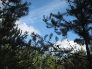 Вільшанка з panoramio.com