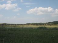 Малі Канівці з panoramio.com