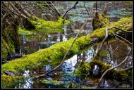 Лісопіль з panoramio.com