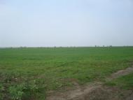 Великий Чернятин з panoramio.com