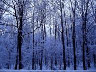 Лісопіль з panoramio.com