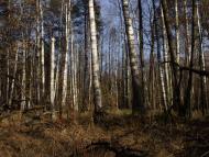 Лісопіль з panoramio.com