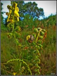 Три Копці з panoramio.com