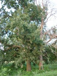 Майорщина з panoramio.com