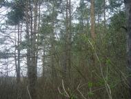 Оріхівка з panoramio.com