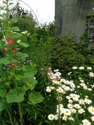 Дядьковичі з panoramio.com