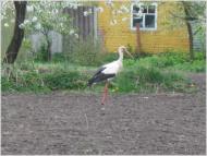 Білопілля з panoramio.com