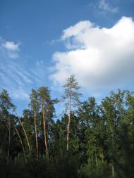 Вільшанка з panoramio.com