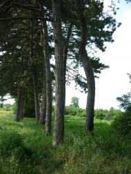 Майорщина з panoramio.com