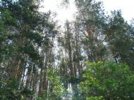 Яструбщина - Останні фото