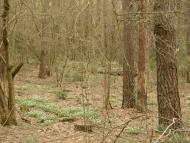 Довга Гребля з panoramio.com