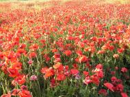 Воронівка з panoramio.com