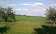 Ситники з panoramio.com