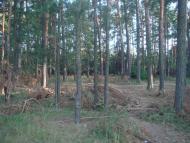 Кодра з panoramio.com