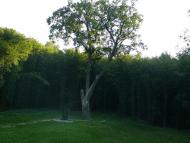 Розумівка з panoramio.com