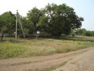 Весняна Квітка з panoramio.com