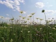 Бирюки з panoramio.com