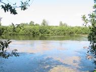 Дубовий Гай з panoramio.com