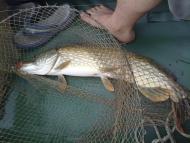 Гупалівка з panoramio.com