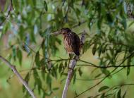 Яськи з panoramio.com