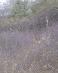 Грузько-Зорянське з panoramio.com