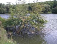 Розумівка з panoramio.com