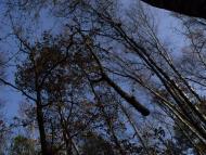 Лісопіль з panoramio.com