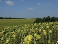 Жизномир з panoramio.com